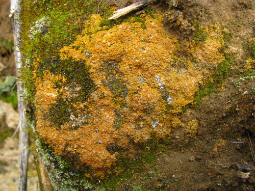 Xanthocarpia crenulatellaInevitably when I post a lichen like this, I will read comments/note where 