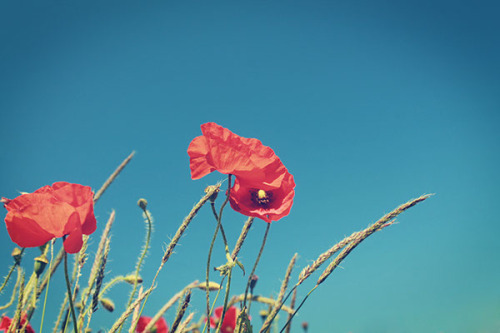 floralls:Poppies by Anna Hawes