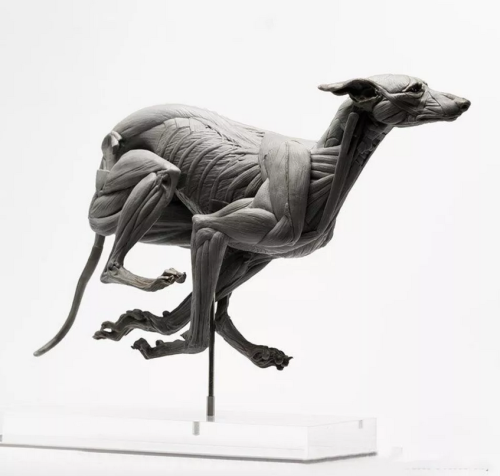 EVOLABORATORY 1/6 Greyhound
