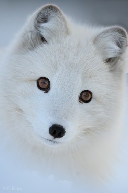 awwww-cute:  Arctic Fox (Source: http://ift.tt/1P0aR3x)