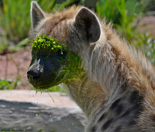 busket: fruitofthemoon: An Alien… ? by Elsie Van Der Walt he just loves his guacamole