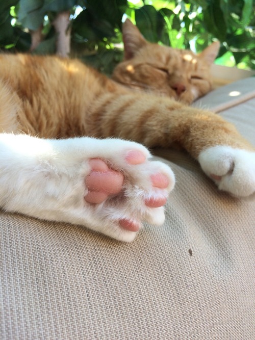 kuttlebone:Quality toe beans.