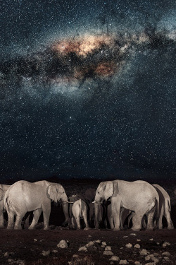 plasmatics-life:  Desert Elephants Nightscapes ~ By Pietro Olivetta 