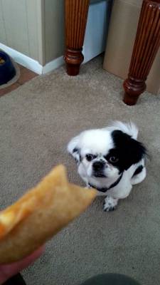 hissybat:  Craving the pizza roll