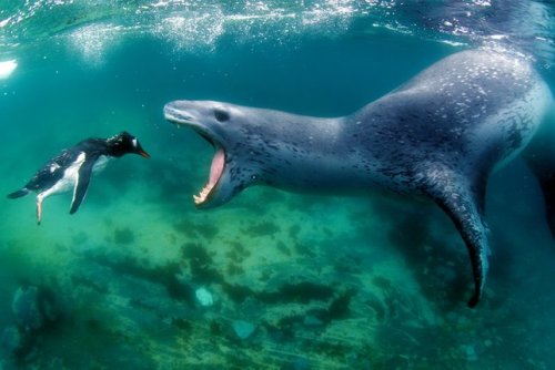 currentsinbiology: Leopard seal, Antarctica (Adrenaline Hunter)