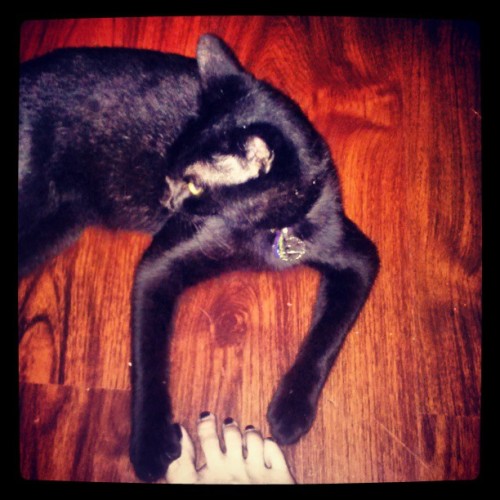 Idk why but he feels the need to grab my toe? He has a strange foot fetish lol #Halloweenkitty #Wicc