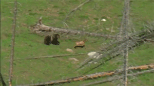 sizvideos:  Grizzly Mother Bear Chases Down Elk - From Siz app (iOS / Android)Video