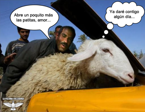 lapalomafolladora:  La venganza de la borrega violada…Días antes: