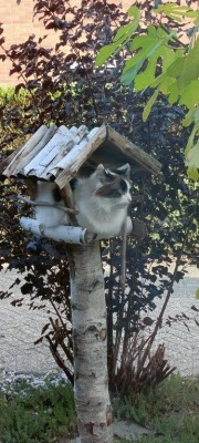 catasters: