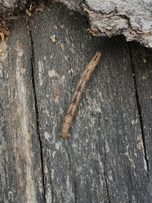 An inchworm (geometer moth larva) I saw yesterday. I’ve mostly seen the smaller, bright green ones w