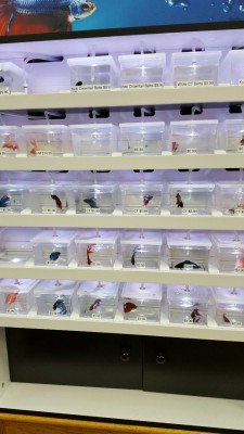 domnominic: Betta fish thing at the remodeled pet store!! The square bowls are small, but bigger none the less! And each fish has a little bubbler to keep the water moving and oxygenated! And a little light to show off each fish’s pretty colors  (I’m