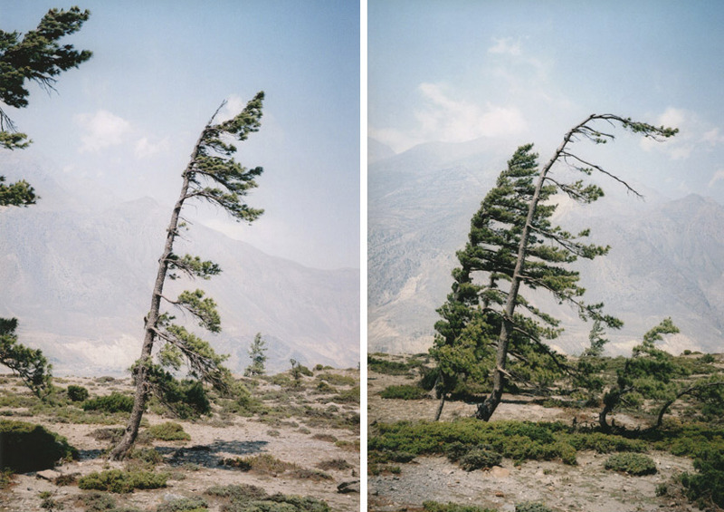 likeafieldmouse:  Vincent Delbrouck - Some Windy Trees (2010) 