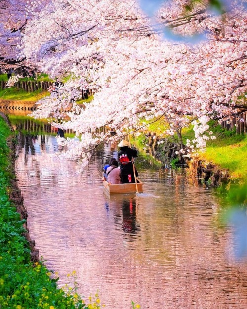 Would you like to ride a boat while gazing at beautiful cherry blossoms? . . In Kawagoe, Saitama thi