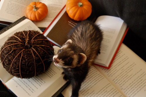 the-book-ferret:Books & Cupcakes October Book Photo ChallengeDay Twenty Two: Books and PumpkinsB