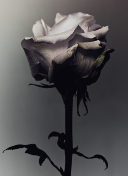 billykidd:  Decaying rose was shot by Billy