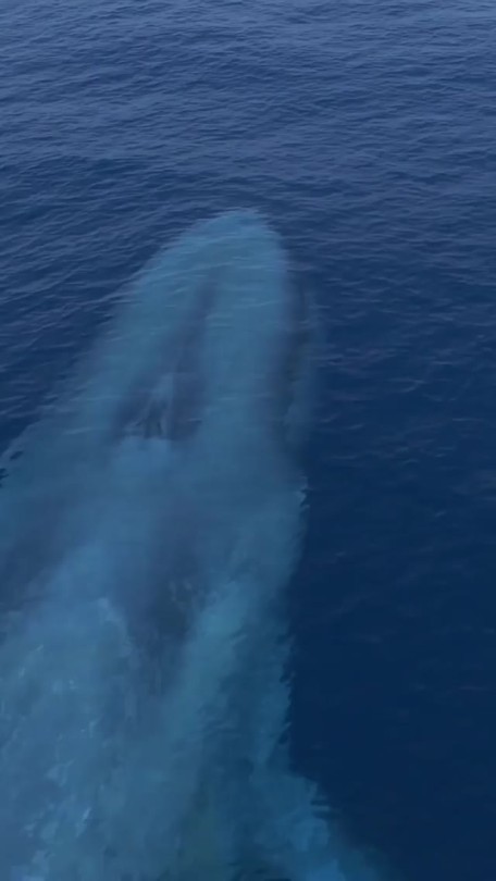sew-birb:elfwreck:pococurantina:debelice:From above the Blue Whale almost looks like a submarine………..sees earth’s biggest animal: huh. that is big Not only is it Earth’s biggest animal, it’s (as far as we know) the