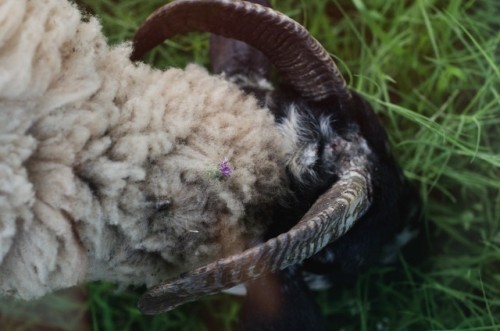 moderngargoyle: I try to help them keep their wool clean, but I secretly love it when they get littl