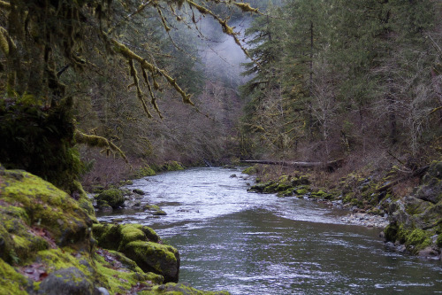 mypubliclands:  Happy Birthday, Elkhorn Creek - 18 years in the National Wild and Scenic Rivers System! Elkhorn Creek, near Salem, Oregon, includes 5.8 miles of ‘wild’ river area and a smaller segment of 0.6 miles of ‘scenic’ river area. Wild