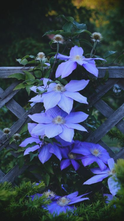 darkling-faerie-witch:Delphinium Flowers, Allium porn pictures