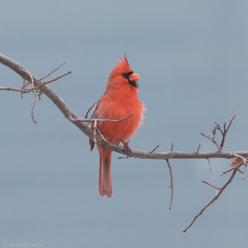 Northern CardinalBrooklyn Bridge ParkPier 4, Bird Island