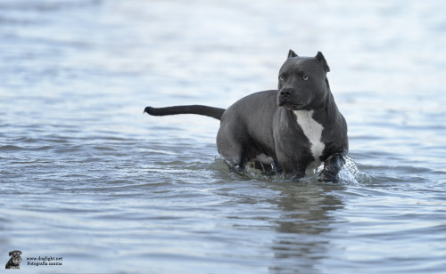 lastgunfighterballad: john-paul-jonesing-for-liberty: doglight: Maybe the most beautiful dog eyes I 