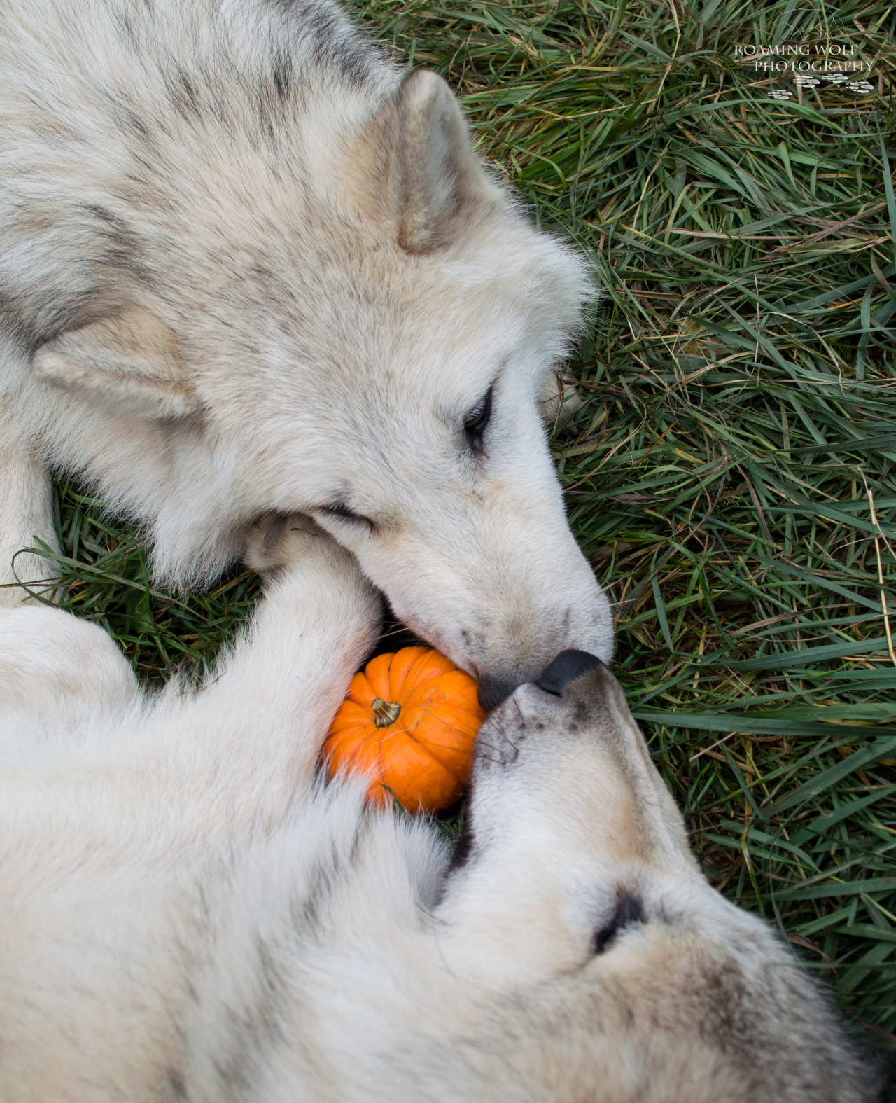 lonestray:    The brothers, Hota (right) and Romeo (left), playing with their miniature