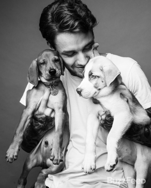 Um hi.We photographed Liam Payne with a bunch of puppies.And it is cute as hell. : Taylor Miller/Buz