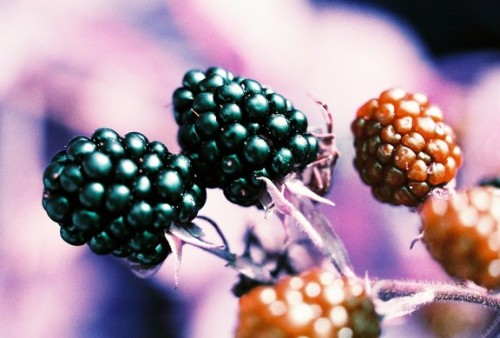 lomographyjp:  Awesome Albums: 『Still To Come』by andyresag LomoChrome Purpleフィルムが作り出す、キャンディーカラーの蝶々や花々が美しい、不思議な世界へ足を踏み入れてみましょう。 記事はこちら 