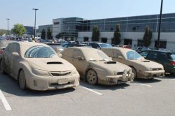 World of Subaru Imprezas