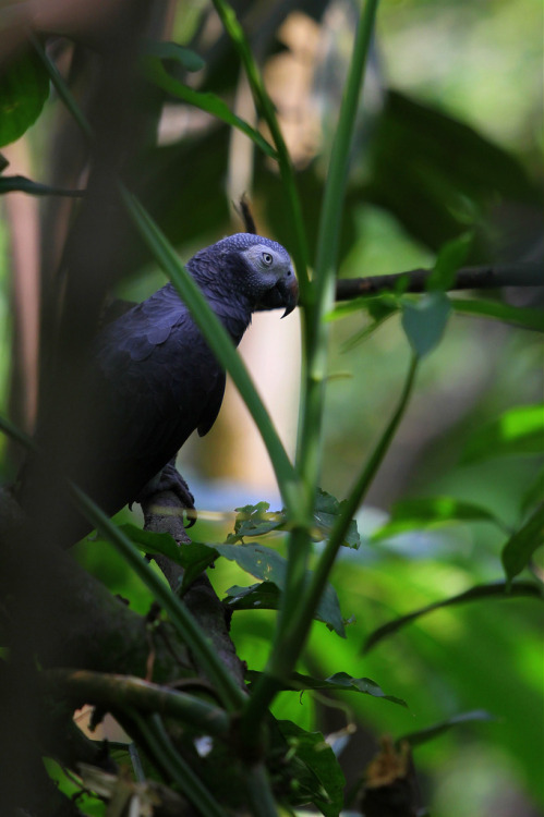 funkysafari:  African grey parrot  photograph by mickeyvdo