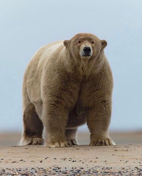 scared-science-team: wildlife-nature-photo: Polar bear(Ursus maritimus) Pure pose