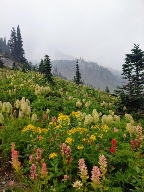 oneshotolive:  Wildflowers in British Columbia, Canada [4624x3468] [OC] 📷: HanzanPheet 