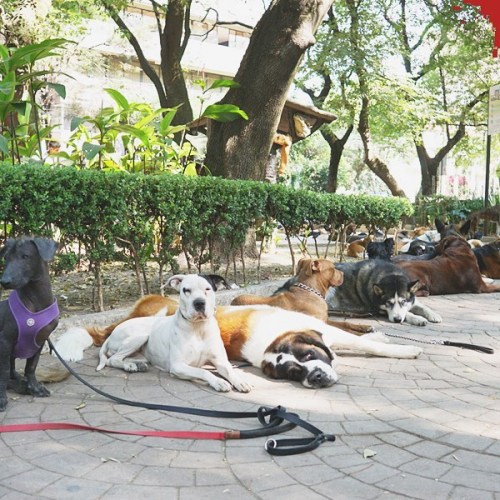 If you know the park, you get it. Crazy to me how these trainers get that ALL of these dogs so calm.