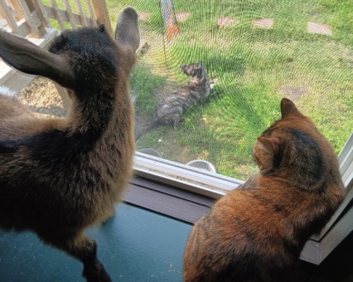 My BB House Goat Neli Kits (was Abandoned By Mother) And The Queen Of The House Tawny The Cat And The