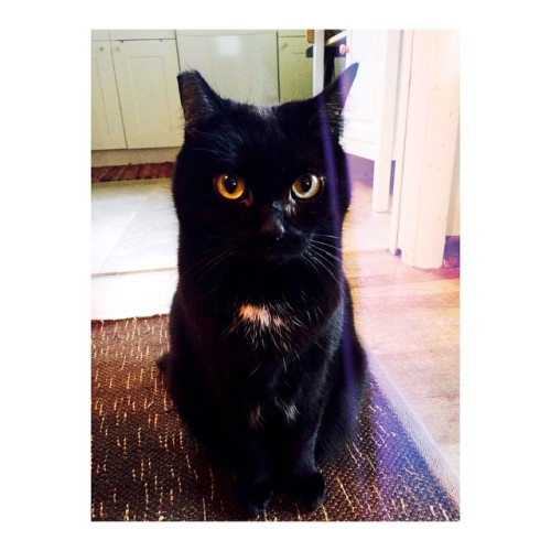 laundryaisandrea: Love Dot.