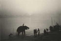 mpdrolet:  Dawn, The Elephant Festival, Bihar, 1993 Don McCullin 
