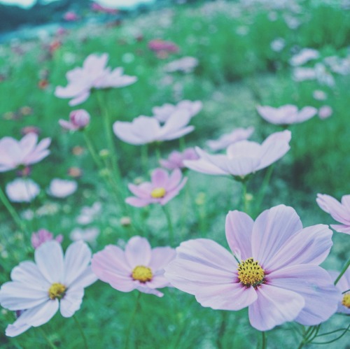 Cosmos In A Dream.