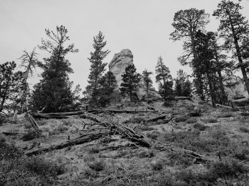 cysewski:Bryce National Park