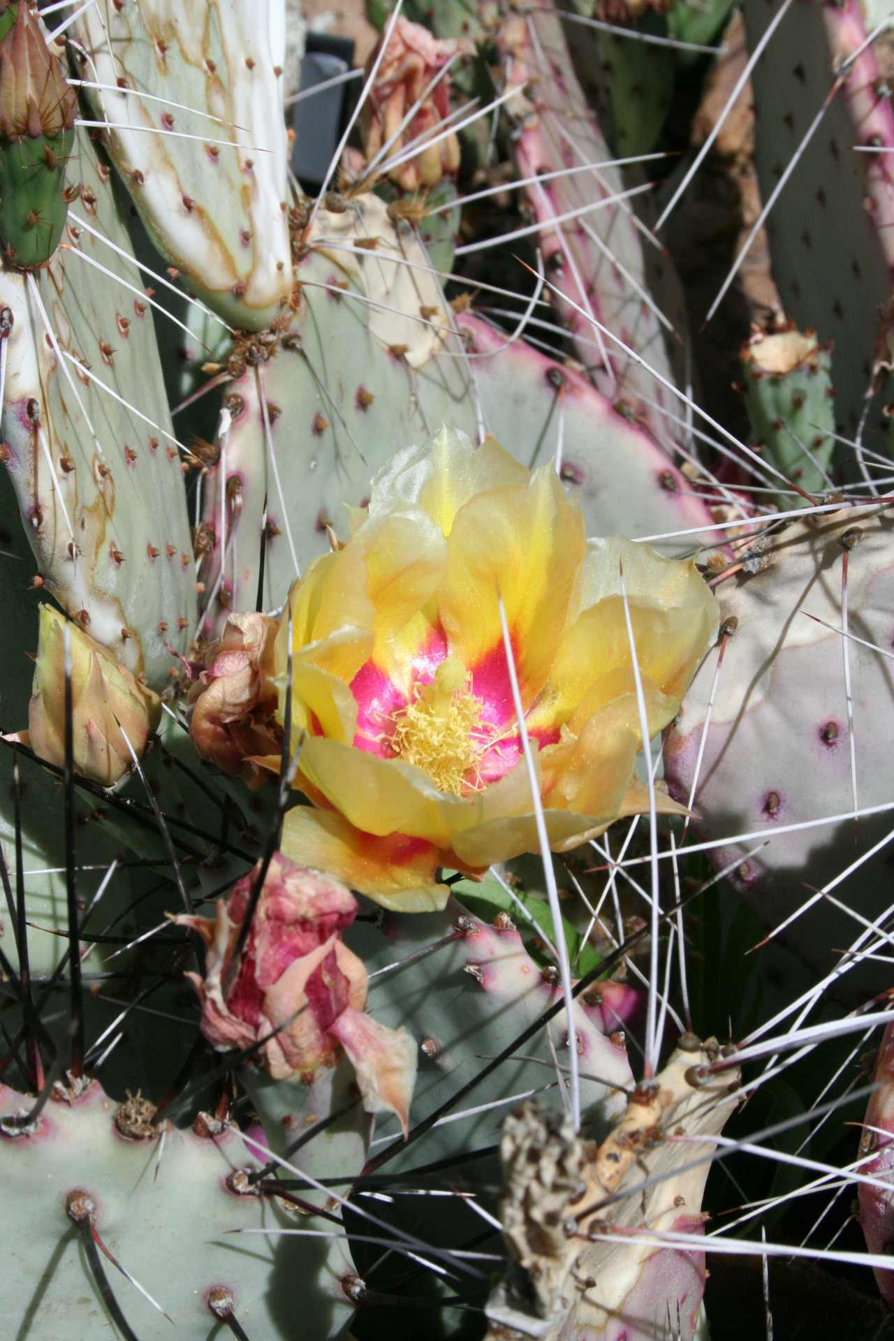 Opuntia sp.
Dryland Mesa
Denver Botanic Gardens