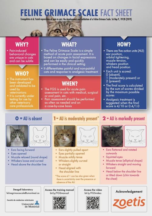 saracirce:followthebluebell: I don’t believe that the Feline Grimace Scale is perfect—- 