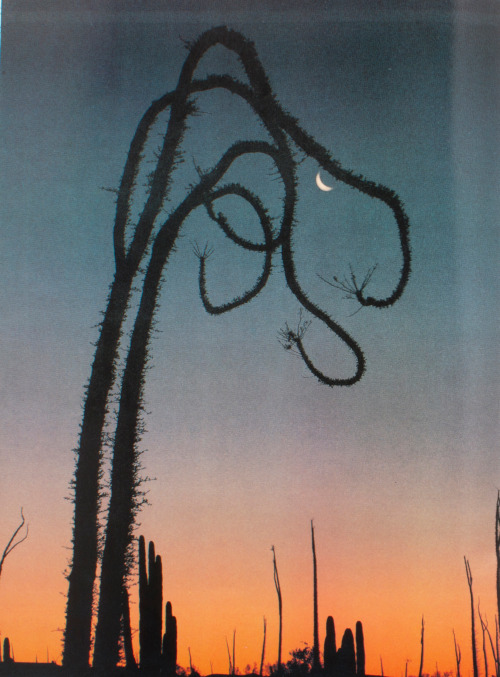mariah-do-not-care-y: Jack W. Dykinga, Saguaro National Monument, 1992 and Near Catariña, 19