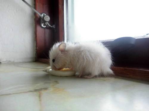 furryrodents:  How was he so small?