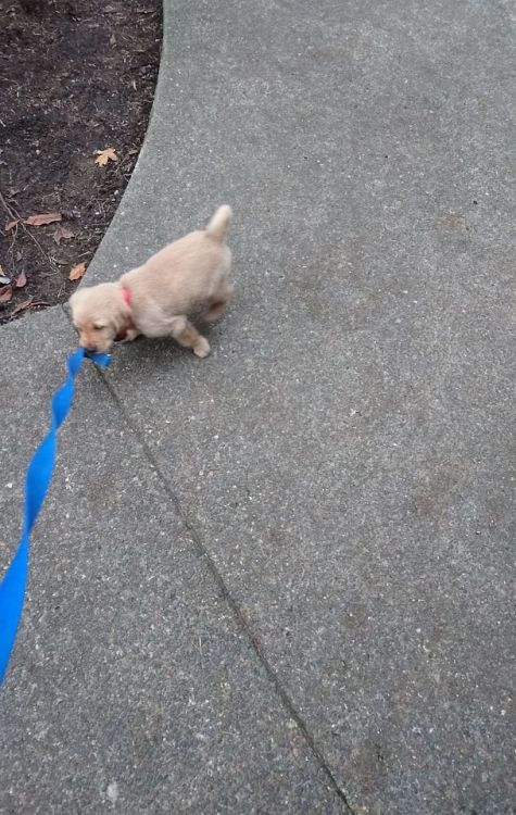 so excited to meet my brother’s new puppy zelda when i go home ❤️