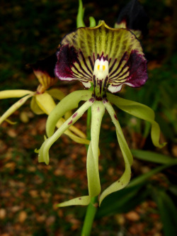 challenguate:  Epiphytic orchid Anacheilium cochleatum (Orchidaceae), the national flower of Belize, in my garden in Guatemala City.