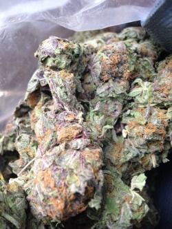 m0nster9:  the-stoner-sage:  This purp tho