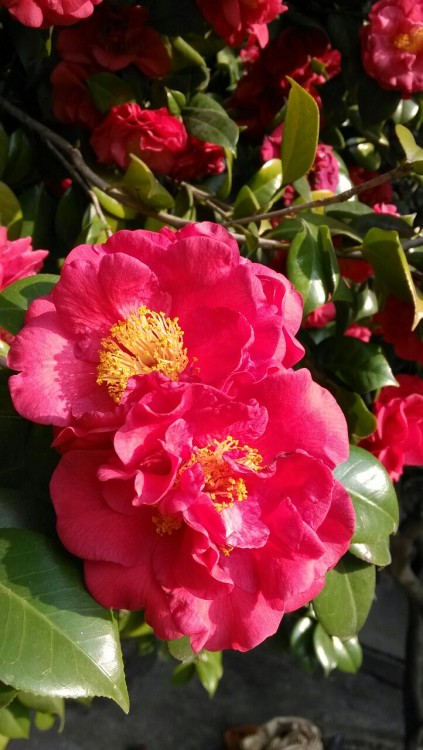 It’s time for Camellias to bloom in China!