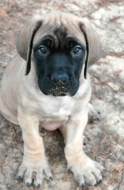 thecutestofthecute:  Look at those paws! 