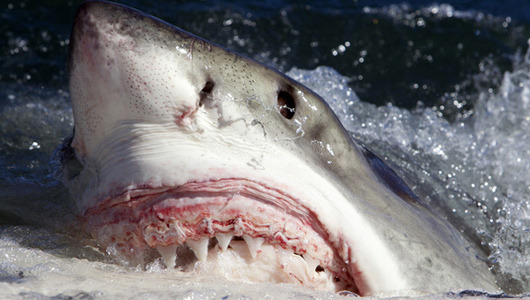 Great white sharks gather in groups to gorge on dead whale blubber
The amiable mood created by the abundant food could be the perfect ambiance for shark mating.