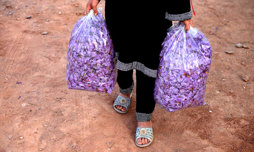 Saffron picking in Afghanistan | November 2014The Agence France-Presse photographer Aref Karimi cove