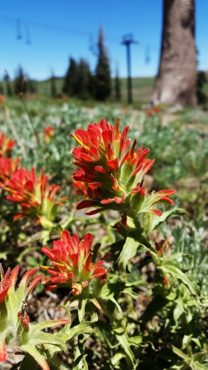 neigh-neigh-bae:A couple photos from Lake Tahoe and Squaw Valley. Red flowers are Indian Paintbrush